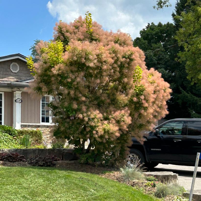 Golden Spirit Smokebush: Cotinus coggygria 'Ancot' - 2GAL Pot