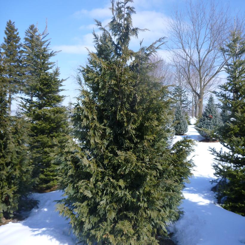 Blue Nootka False Cypress: Chamaecyparis nootka 'Glauca' - 15GAL Pot 125cm Tall