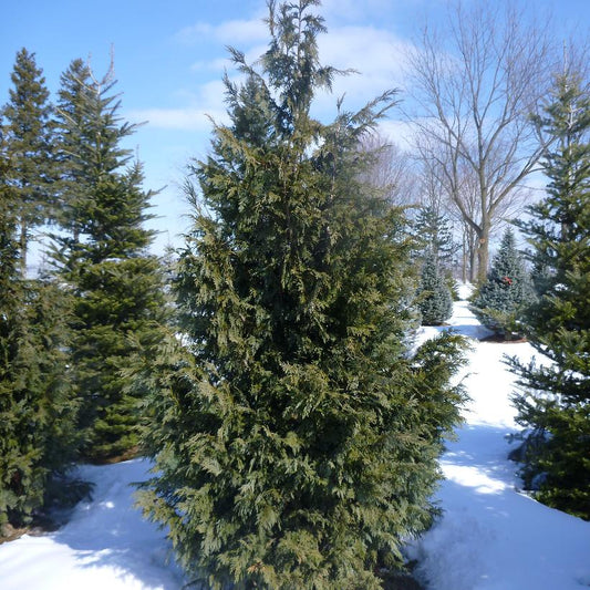 Blue Nootka False Cypress: Chamaecyparis nootka 'Glauca' - 15GAL Pot 125cm Tall