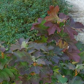 Oakleaf Hydrangea: Hydrangea quercifolia