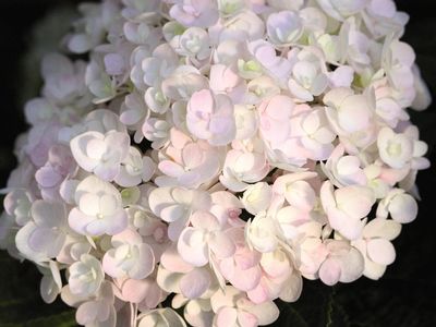 Blushing Bride Hydrangea: Hydrangea macrophylla 'Blushing Bride'
