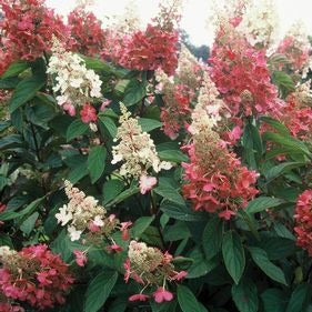 Pinky Winky Hydrangea: Hydrangea paniculata 'Pinky Winky'