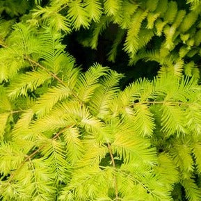 Gold Rush Dawn Redwood: Metasequoia glyptostroboides