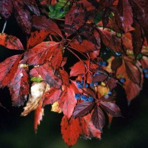 Virginia Creeper: Parthenocissus quinquefolia - 1GAL Pot