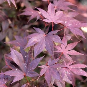 Bloodgood Japanese Maple: Acer palmatum - 35 GAL Pot Specimen
