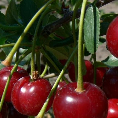 Dwarf Sour Cherry: Prunus fruiticosa x cerasus 'Carmine Jewel' - 2GAL Pot