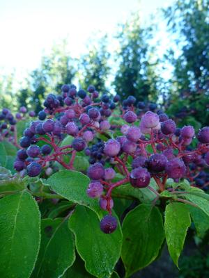 Pagoda Dogwood: Cornus alternifolia