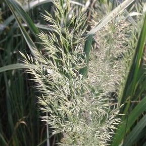 Autumn Feather Reed Grass: Calamagrostis brachytricha - 1Gal Pot