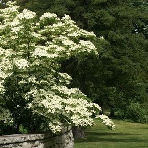 Chinese Dogwood: Cornus kousa chinensis