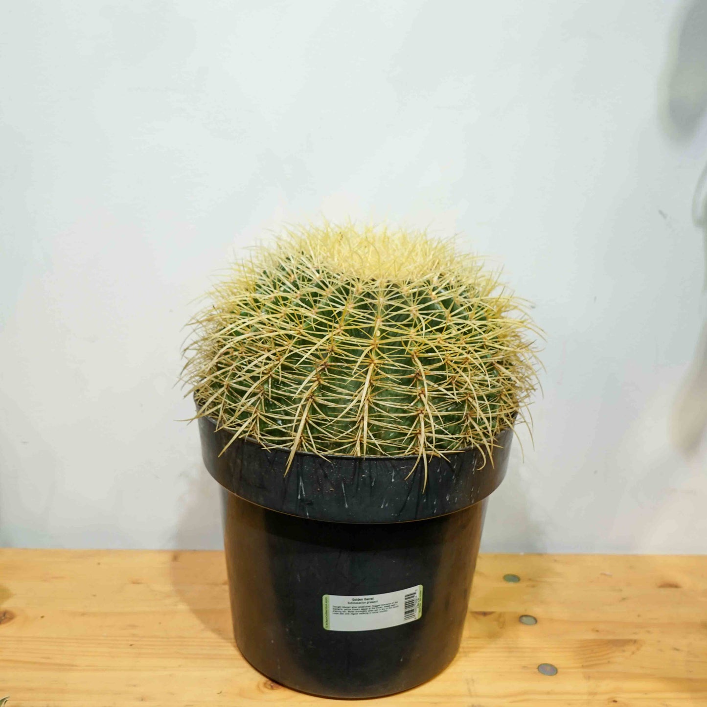 Golden Barrel Cactus: Echinocactus grusonii - 12 inch pot — indoor plant — indoor plant for sale by Promise Supply for delivery and pickup in Toronto.