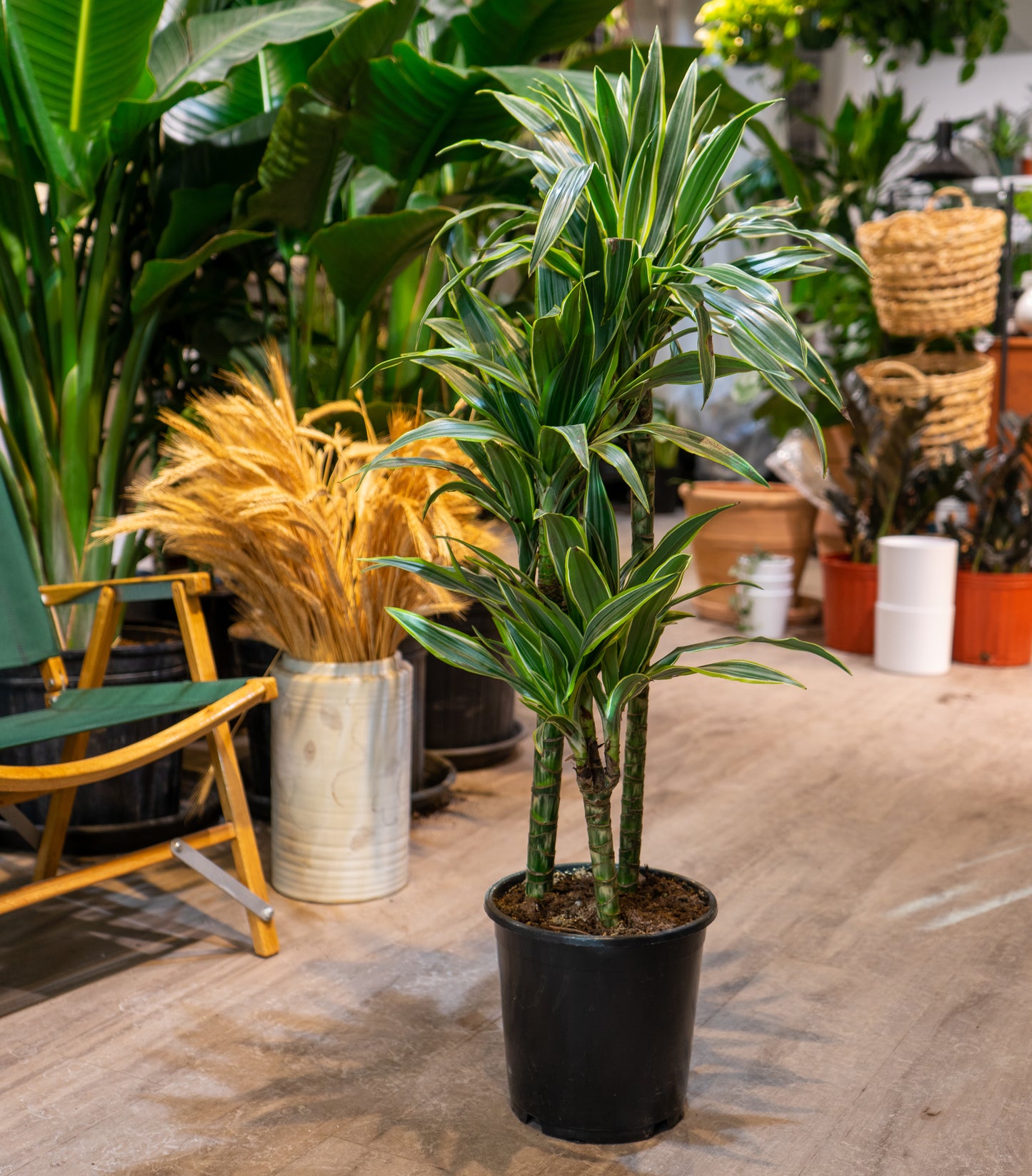 Golden Coast Staggered Cane: Dracaena fragrans - 8 inch pot - 3-4 foot tall