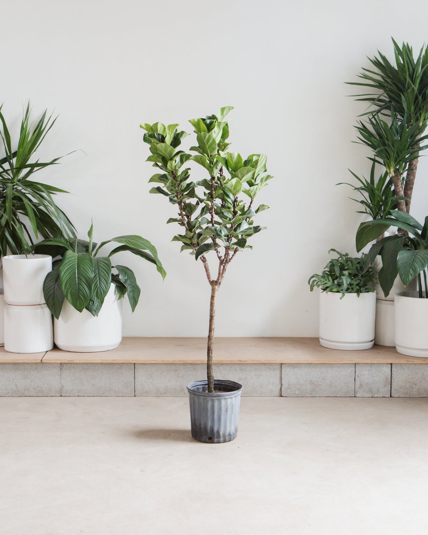 Small Fiddle Leaf Fig Tree: Ficus lyrata 'Bambino' - 10 inch pot - 4-6 foot tall