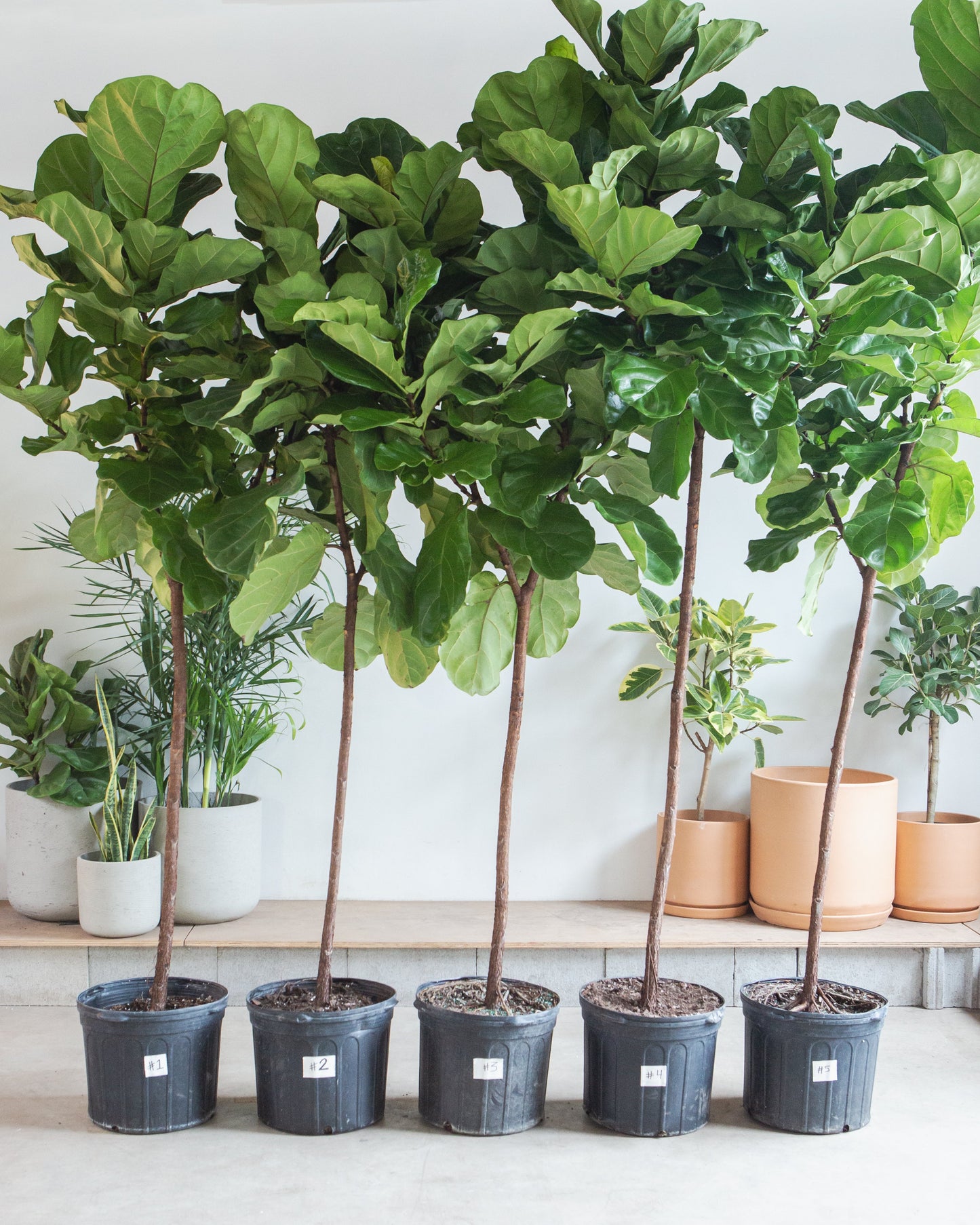 Fiddle Leaf Fig Tree: Ficus lyrata - 14 inch pot - 6-9 foot tall