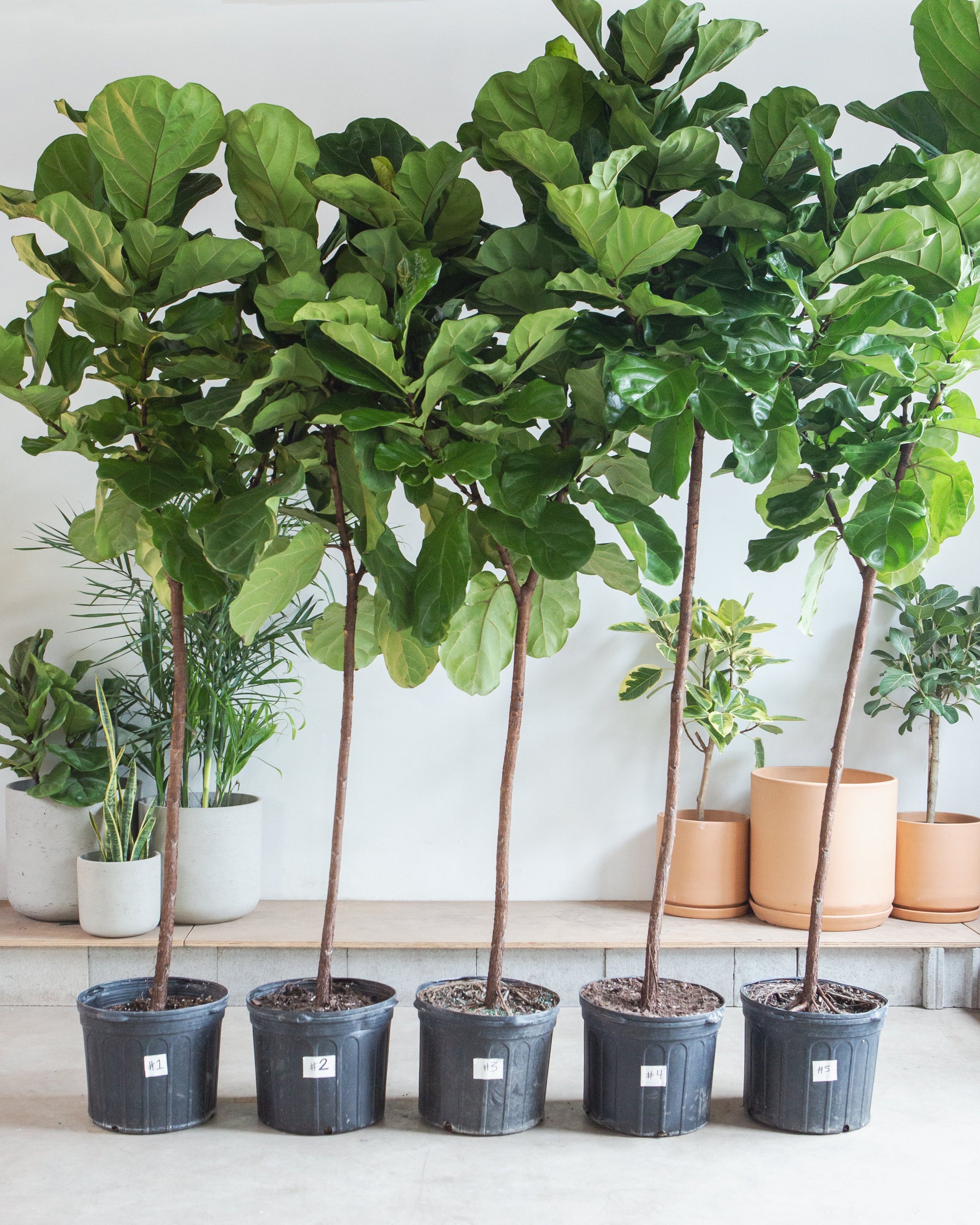 Fiddle Leaf Fig Tree: Ficus lyrata - 14 inch pot - 6-9 foot tall — indoor plant — indoor plant for sale by Promise Supply for delivery and pickup in Toronto.