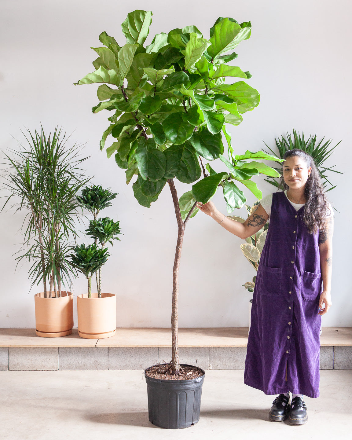 Fiddle Leaf Fig Tree: Ficus lyrata - 14 inch pot - 6-9 foot tall