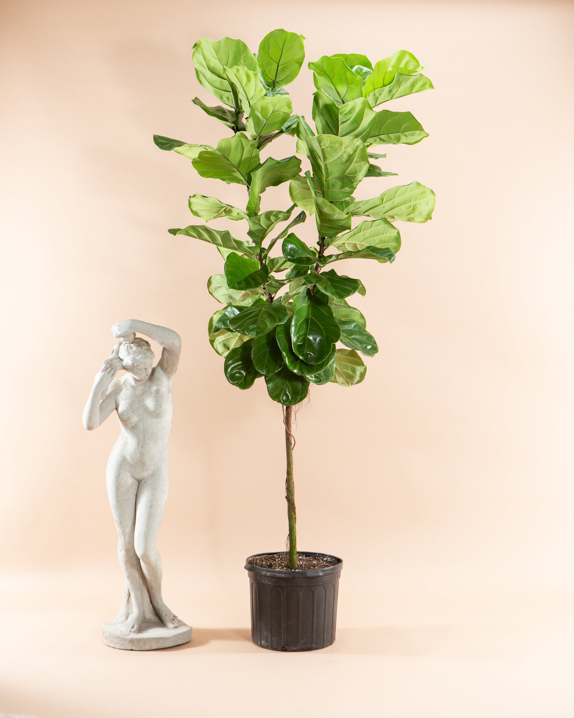 Fiddle Leaf Fig Tree: Ficus lyrata - 14 inch pot - 6-9 foot tall — indoor plant — indoor plant for sale by Promise Supply for delivery and pickup in Toronto.