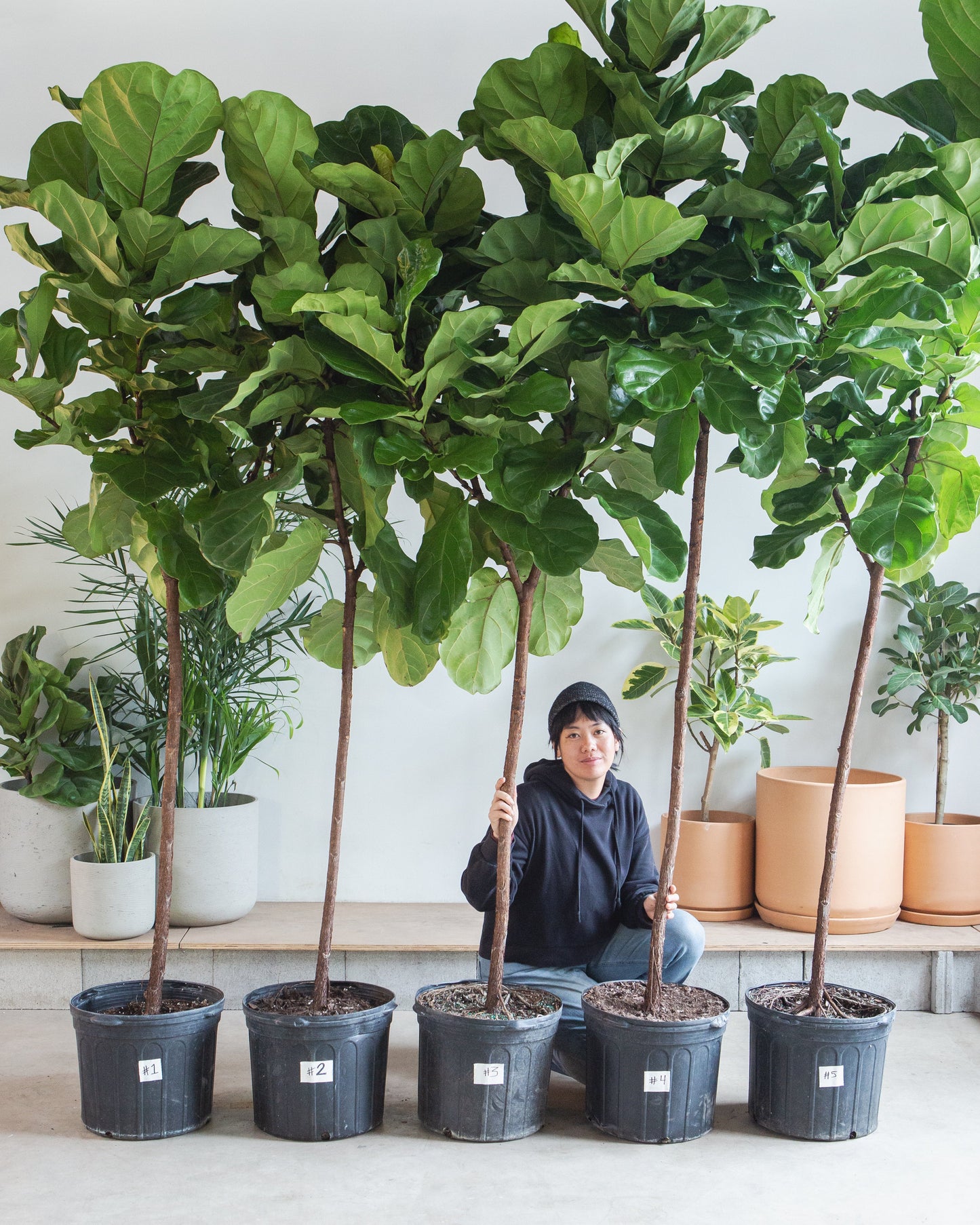 Fiddle Leaf Fig Tree: Ficus lyrata - 14 inch pot - 6-9 foot tall