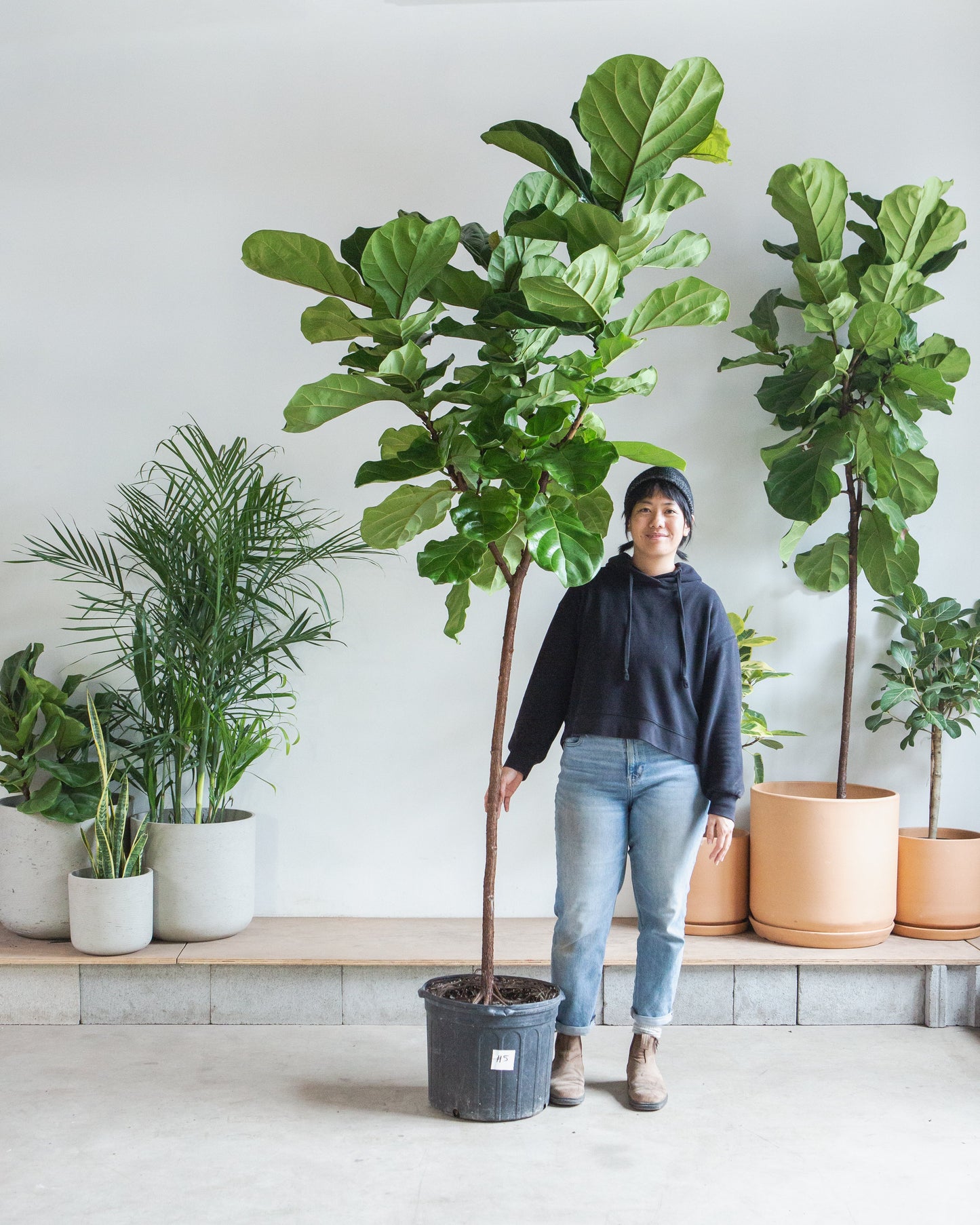 Fiddle Leaf Fig Tree: Ficus lyrata - 14 inch pot - 6-9 foot tall