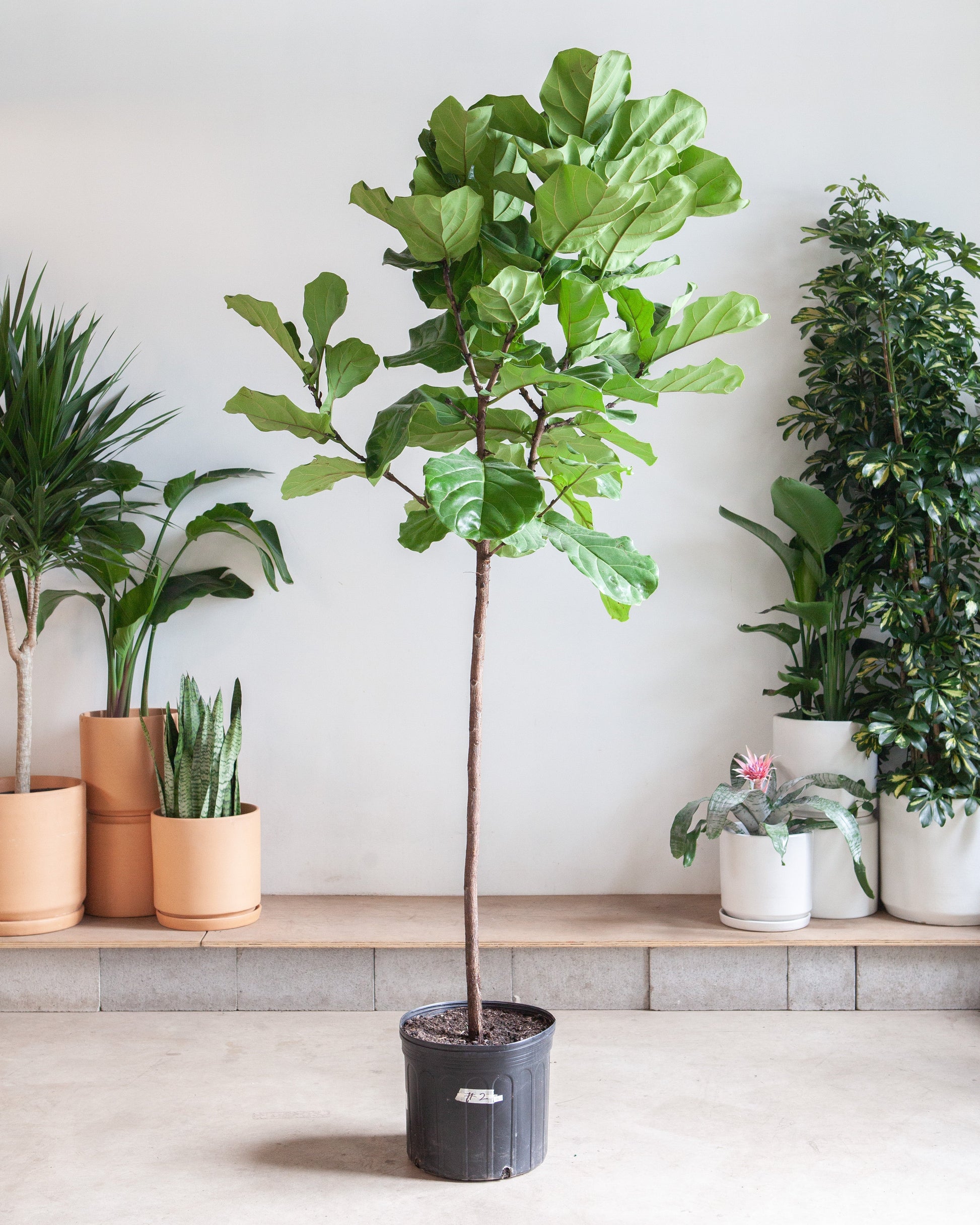 Fiddle Leaf Fig Tree: Ficus lyrata - 14 inch pot - 6-9 foot tall — indoor plant — indoor plant for sale by Promise Supply for delivery and pickup in Toronto.