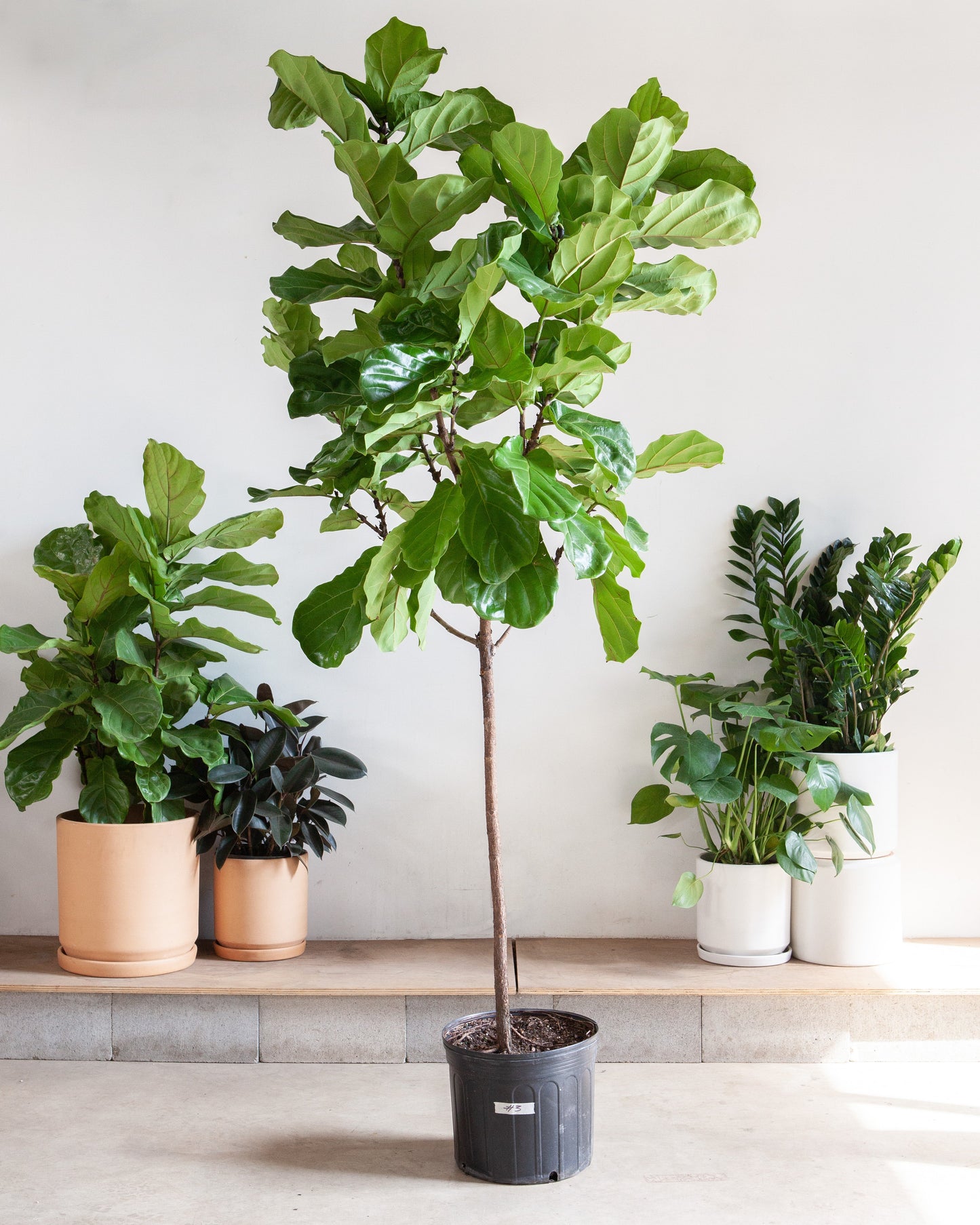 Fiddle Leaf Fig Tree: Ficus lyrata - 14 inch pot - 6-9 foot tall