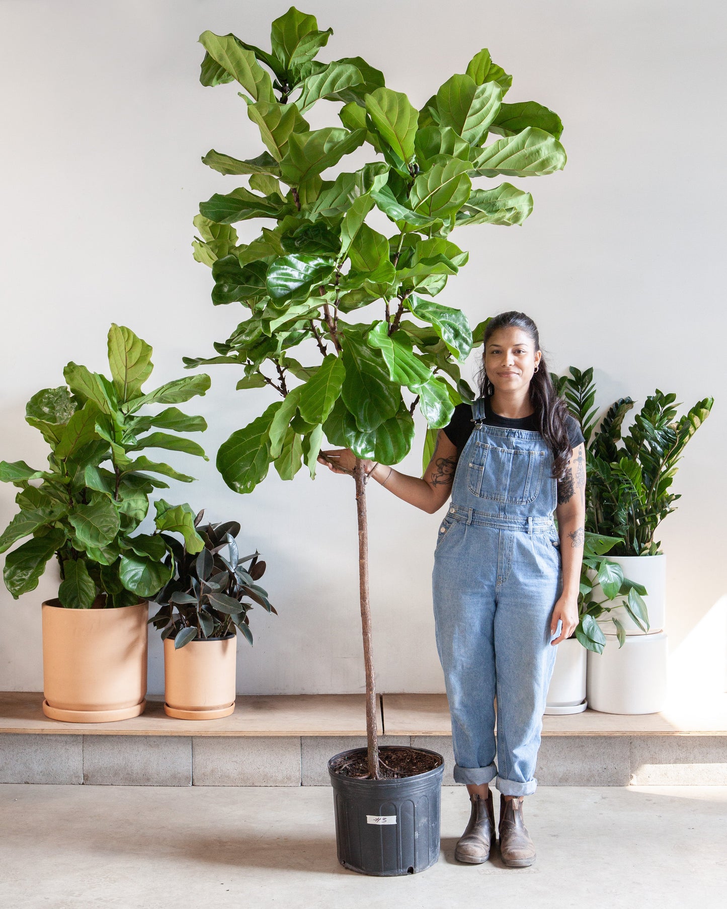 Fiddle Leaf Fig Tree: Ficus lyrata - 14 inch pot - 6-9 foot tall