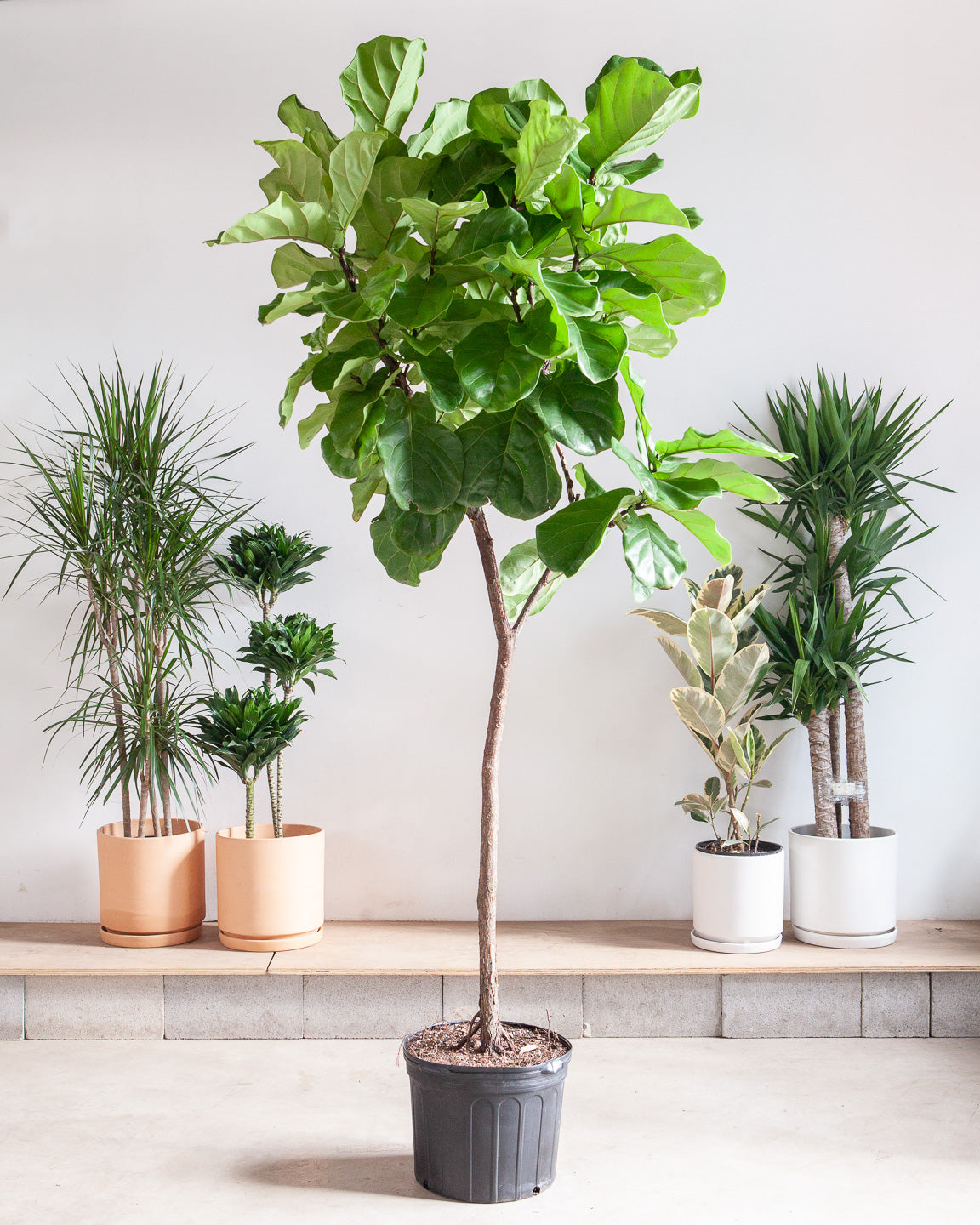 Fiddle Leaf Fig Tree: Ficus lyrata - 14 inch pot - 6-9 foot tall — indoor plant — indoor plant for sale by Promise Supply for delivery and pickup in Toronto.