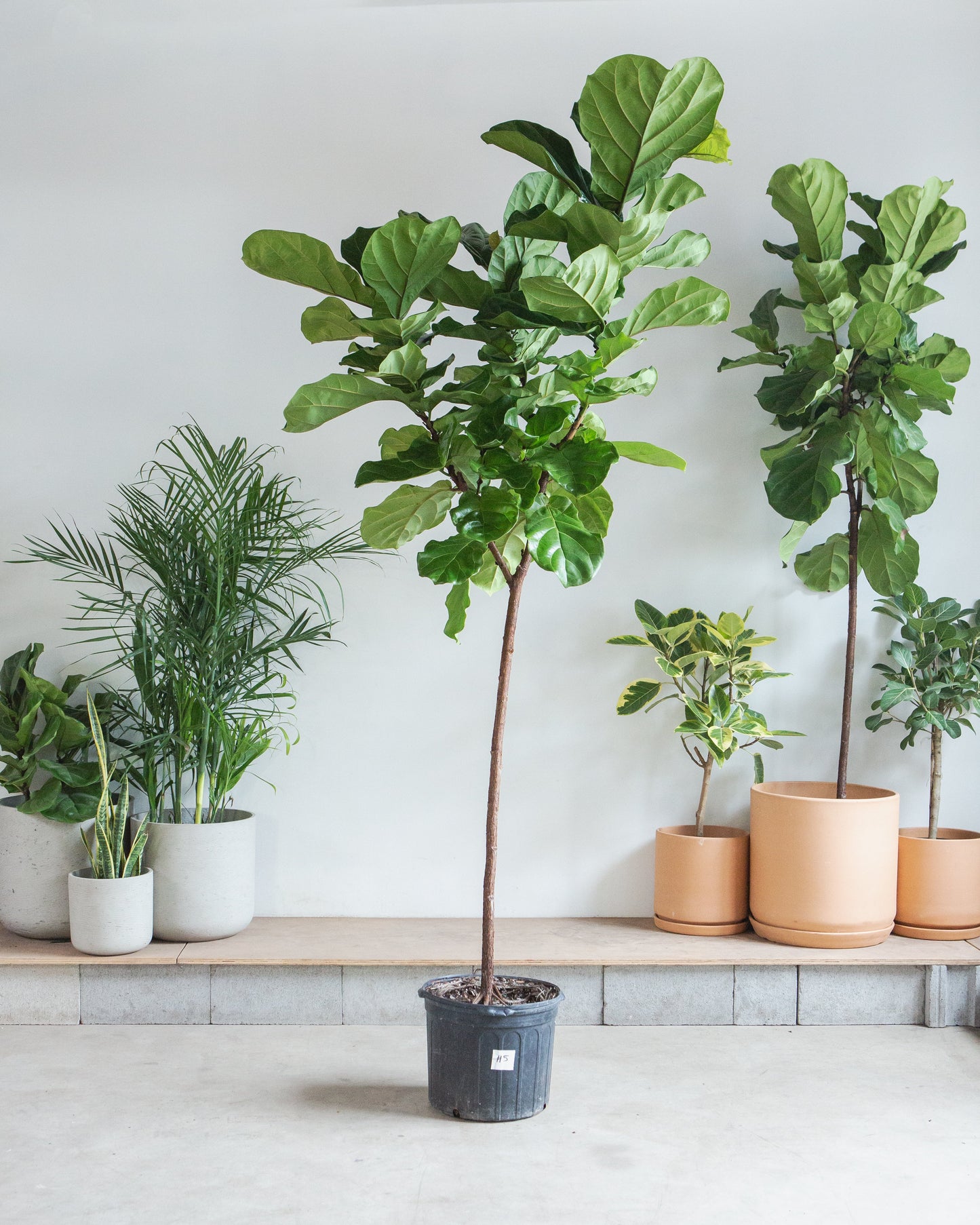 Fiddle Leaf Fig Tree: Ficus lyrata - 14 inch pot - 6-9 foot tall