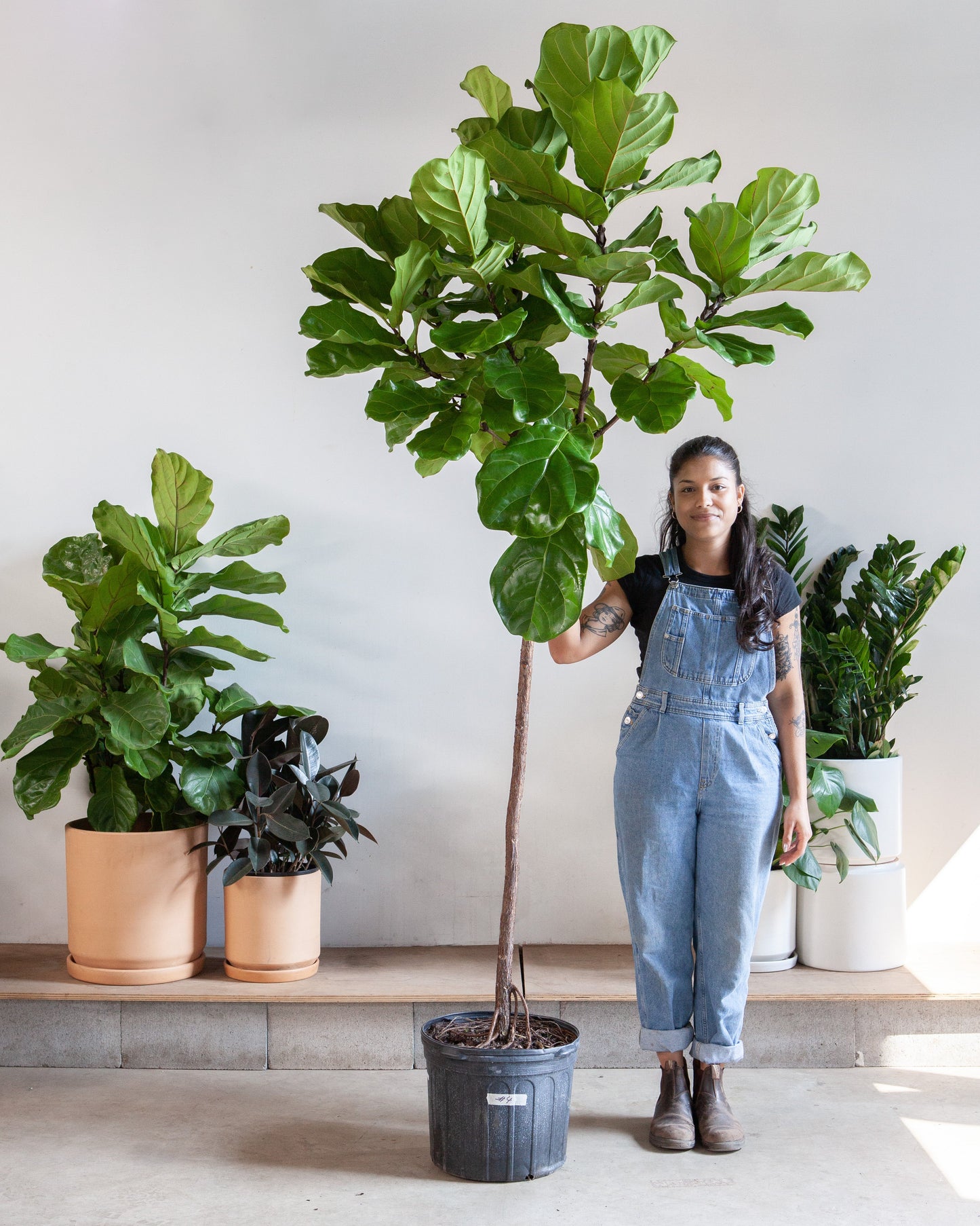 Fiddle Leaf Fig Tree: Ficus lyrata - 14 inch pot - 6-9 foot tall