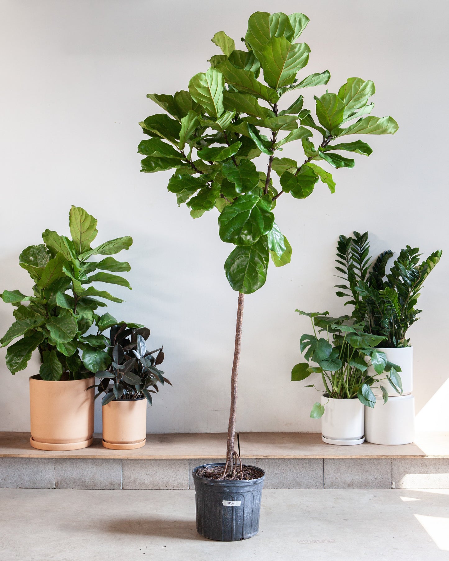 Fiddle Leaf Fig Tree: Ficus lyrata - 14 inch pot - 6-9 foot tall