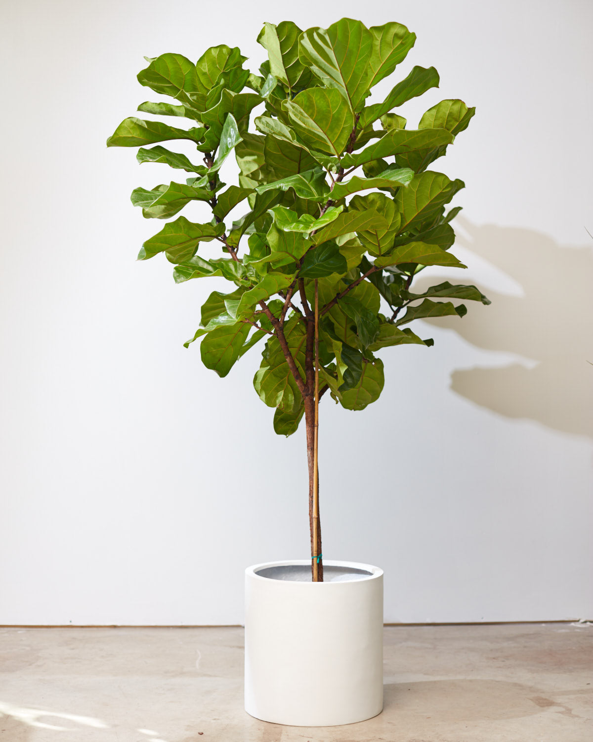 Fiddle Leaf Fig Tree: Ficus lyrata - 17 inch pot - 8-9 foot tall — indoor plant — indoor plant for sale by Promise Supply for delivery and pickup in Toronto.