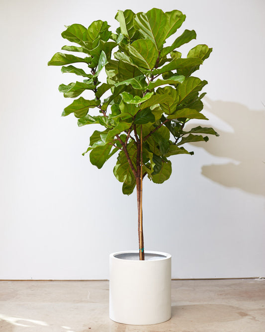 Fiddle Leaf Fig Tree: Ficus lyrata - 17 inch pot - 8-9 foot tall — indoor plant for sale by Promise Supply for delivery and pickup in Toronto.