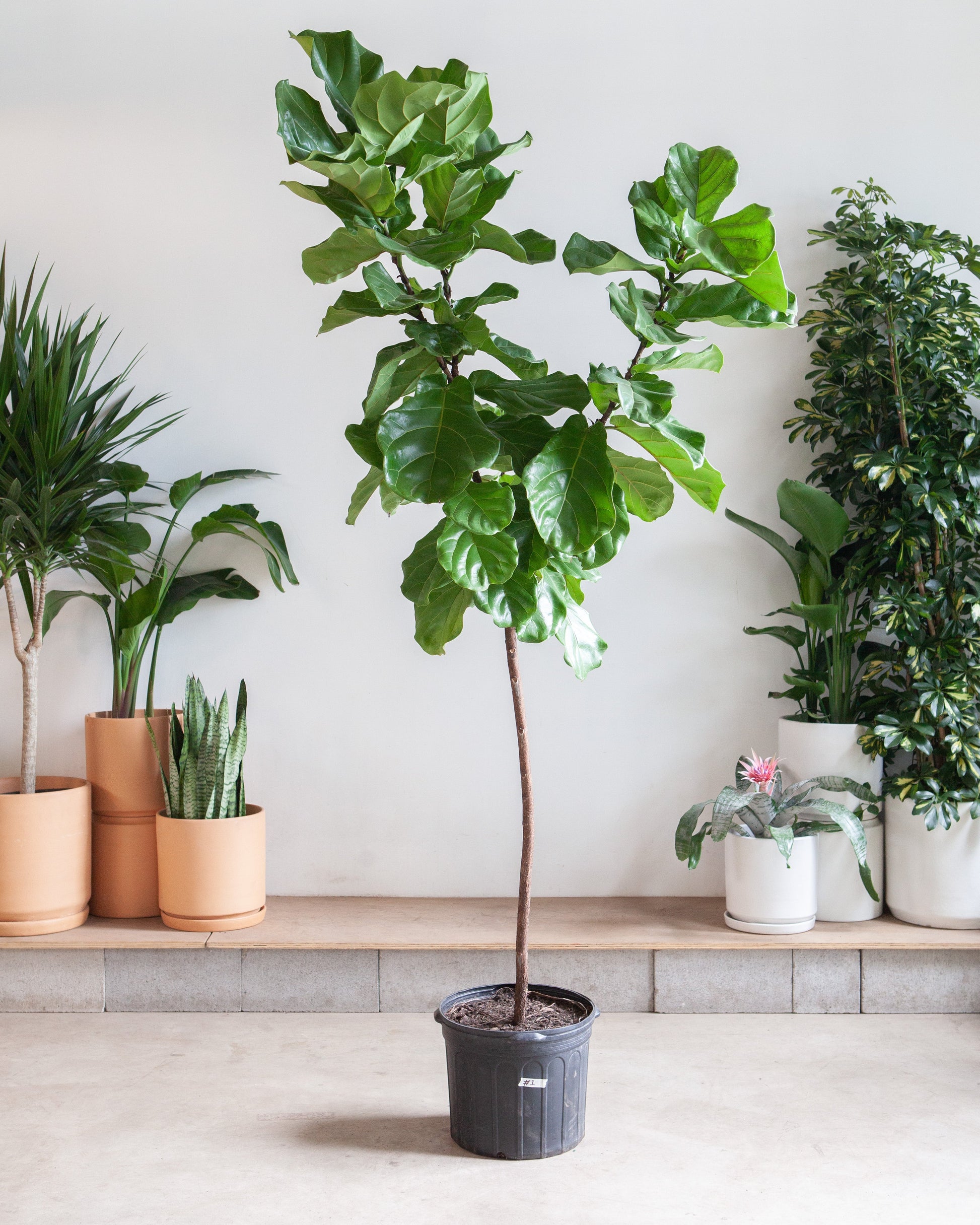 Fiddle Leaf Fig Tree: Ficus lyrata - 14 inch pot - 6-9 foot tall — indoor plant — indoor plant for sale by Promise Supply for delivery and pickup in Toronto.