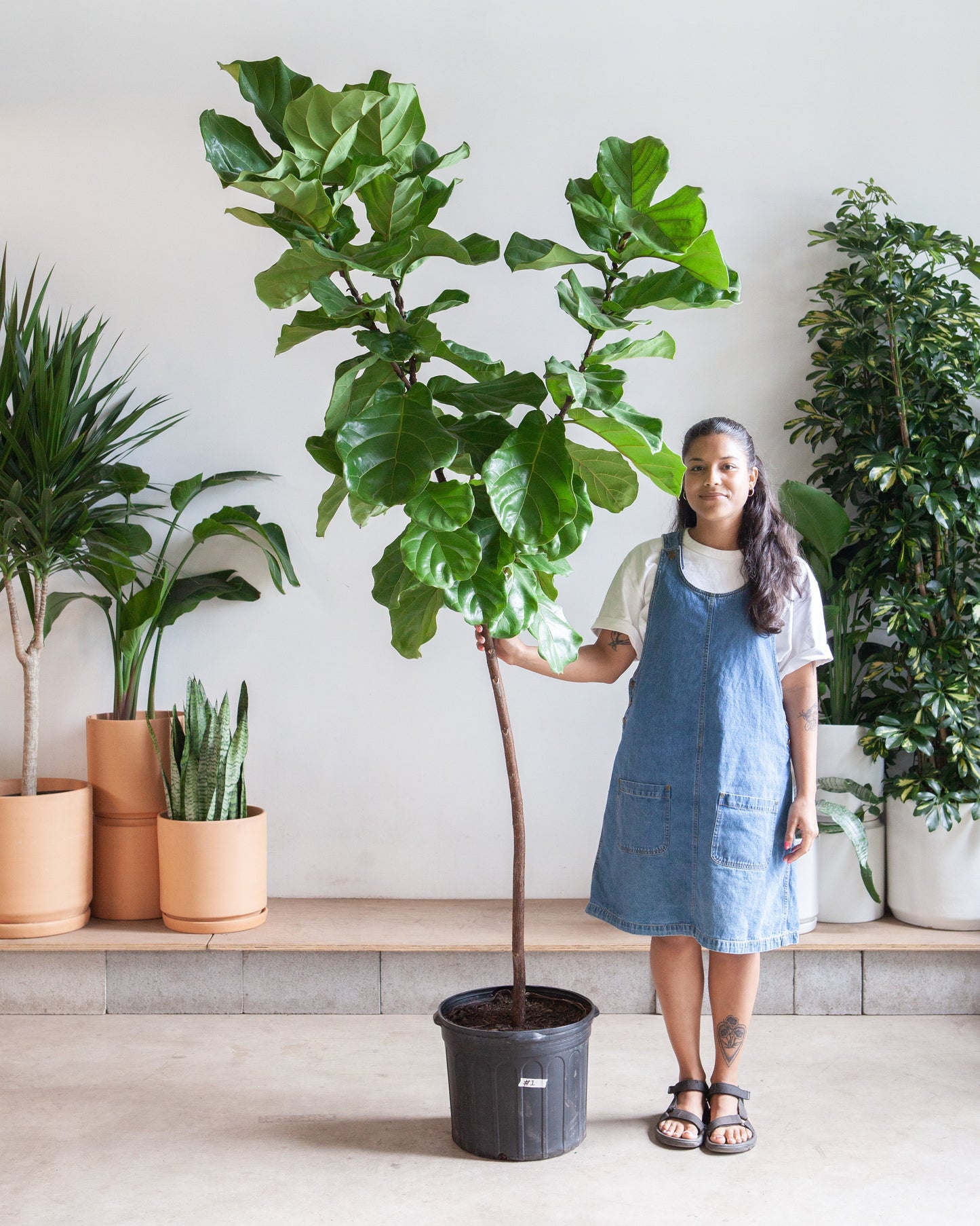 Fiddle Leaf Fig Tree: Ficus lyrata - 14 inch pot - 6-9 foot tall
