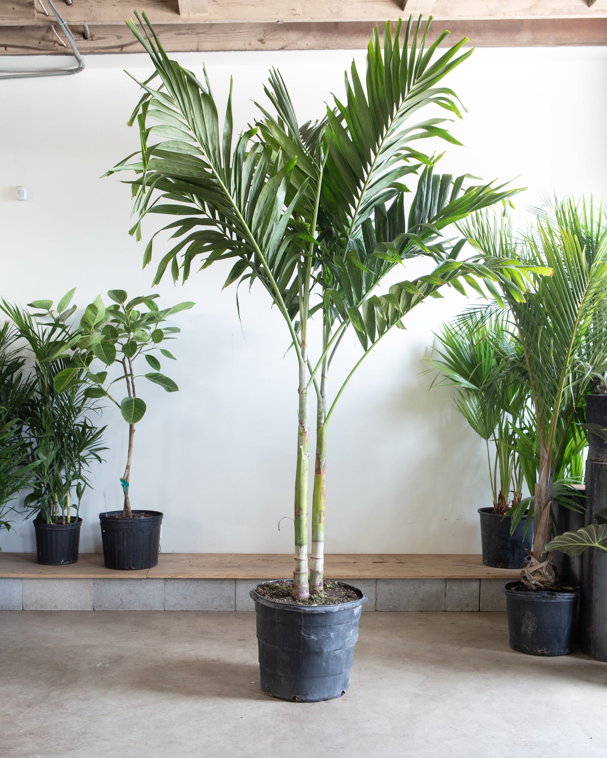 Christmas Palm: Adonidia merrillii - 17 inch pot - 6.5-7+ foot tall — indoor plant — indoor plant for sale by Promise Supply for delivery and pickup in Toronto.