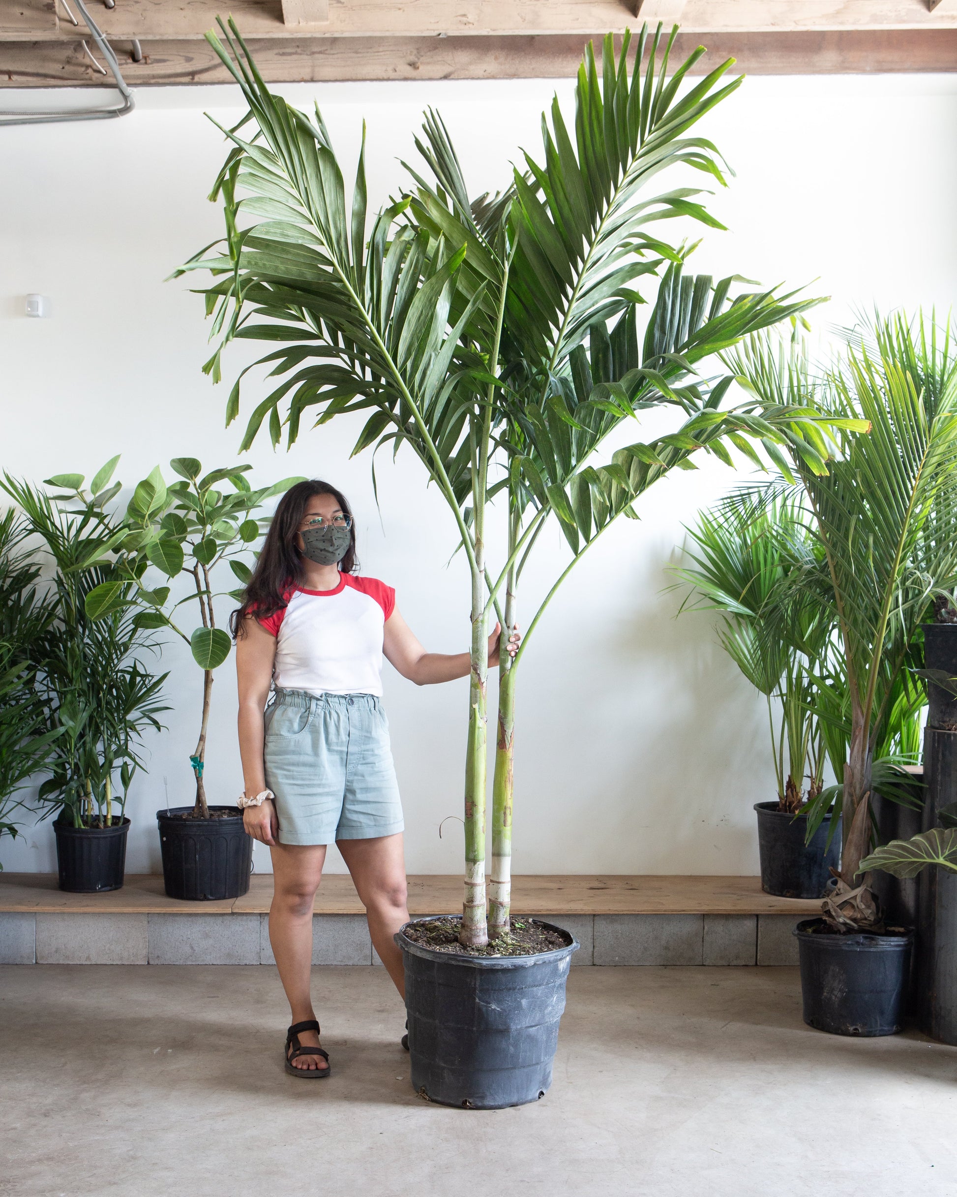 Christmas Palm: Adonidia merrillii - 17 inch pot - 6.5-7+ foot tall — indoor plant — indoor plant for sale by Promise Supply for delivery and pickup in Toronto.
