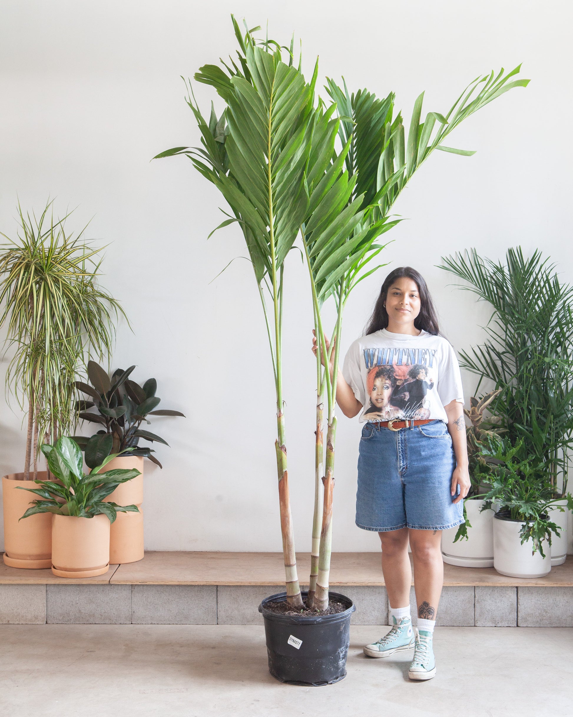 Christmas Palm: Adonidia merrillii - 14 inch pot - 6 foot tall — indoor plant — indoor plant for sale by Promise Supply for delivery and pickup in Toronto.