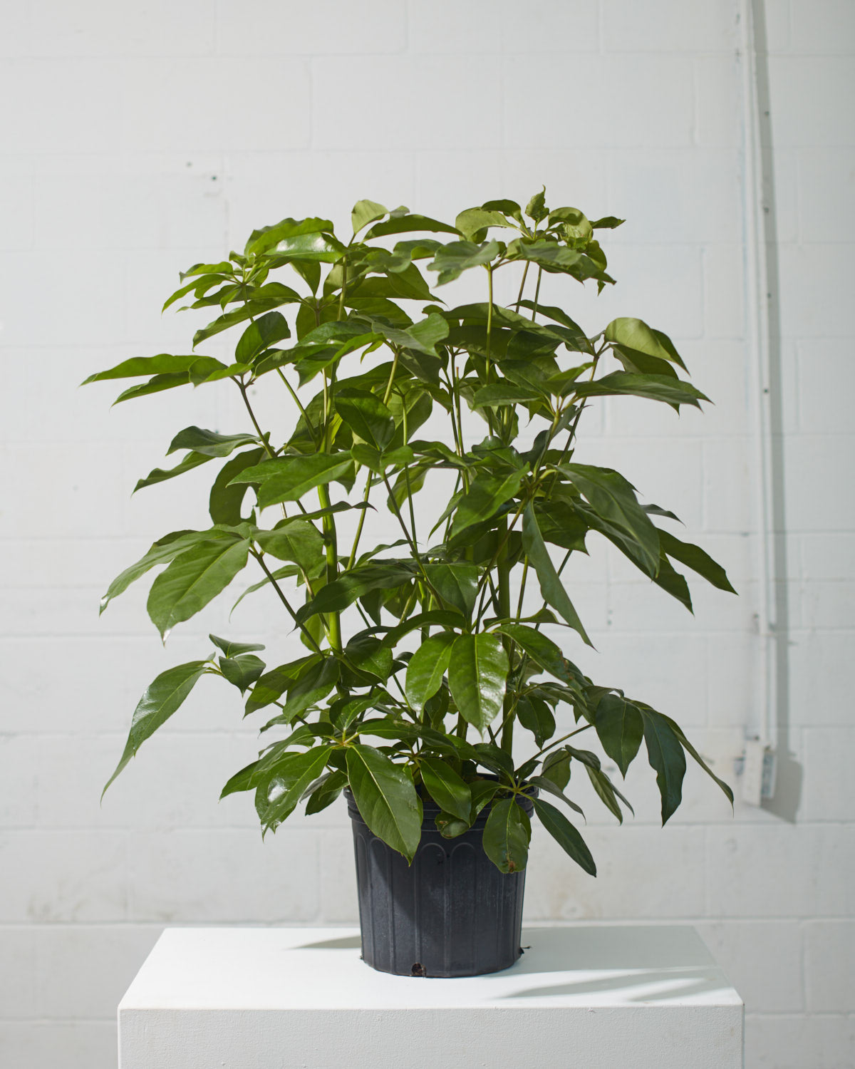 Amate Umbrella Tree: Schefflera actinophylla - 10 inch pot - 4-4.5 foot tall — indoor plant — indoor plant for sale by Promise Supply for delivery and pickup in Toronto.
