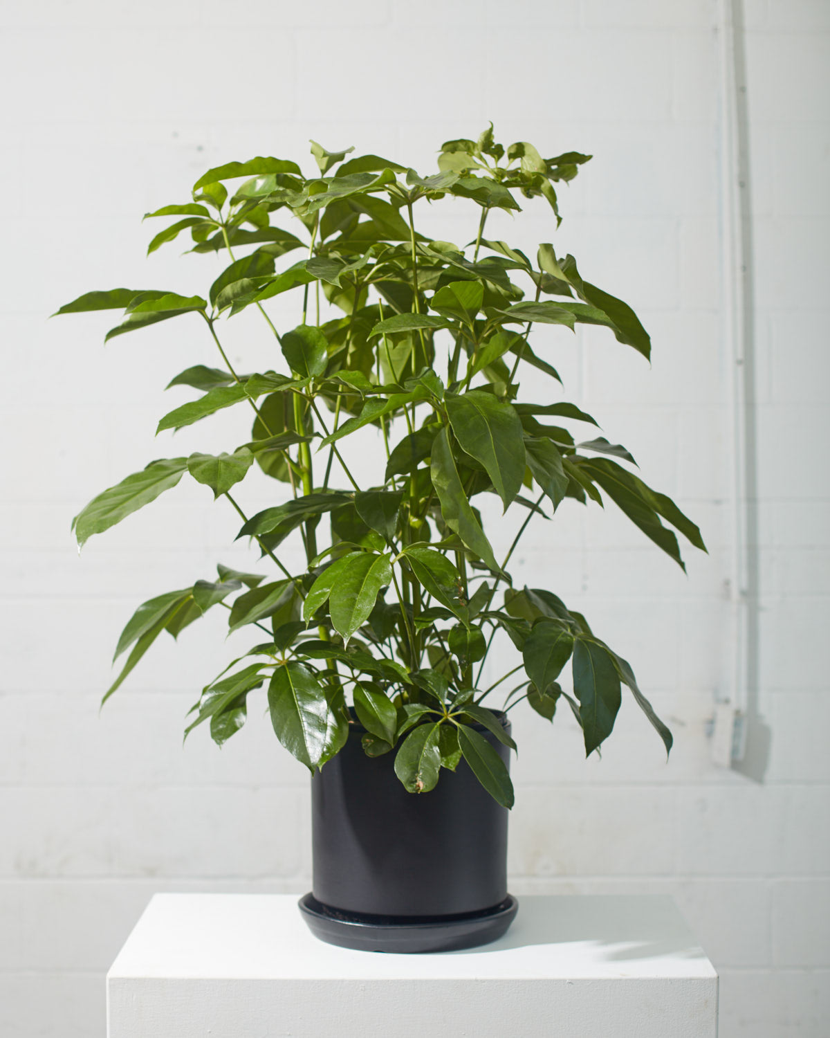 Amate Umbrella Tree: Schefflera actinophylla - 10 inch pot - 4-4.5 foot tall — indoor plant — indoor plant for sale by Promise Supply for delivery and pickup in Toronto.