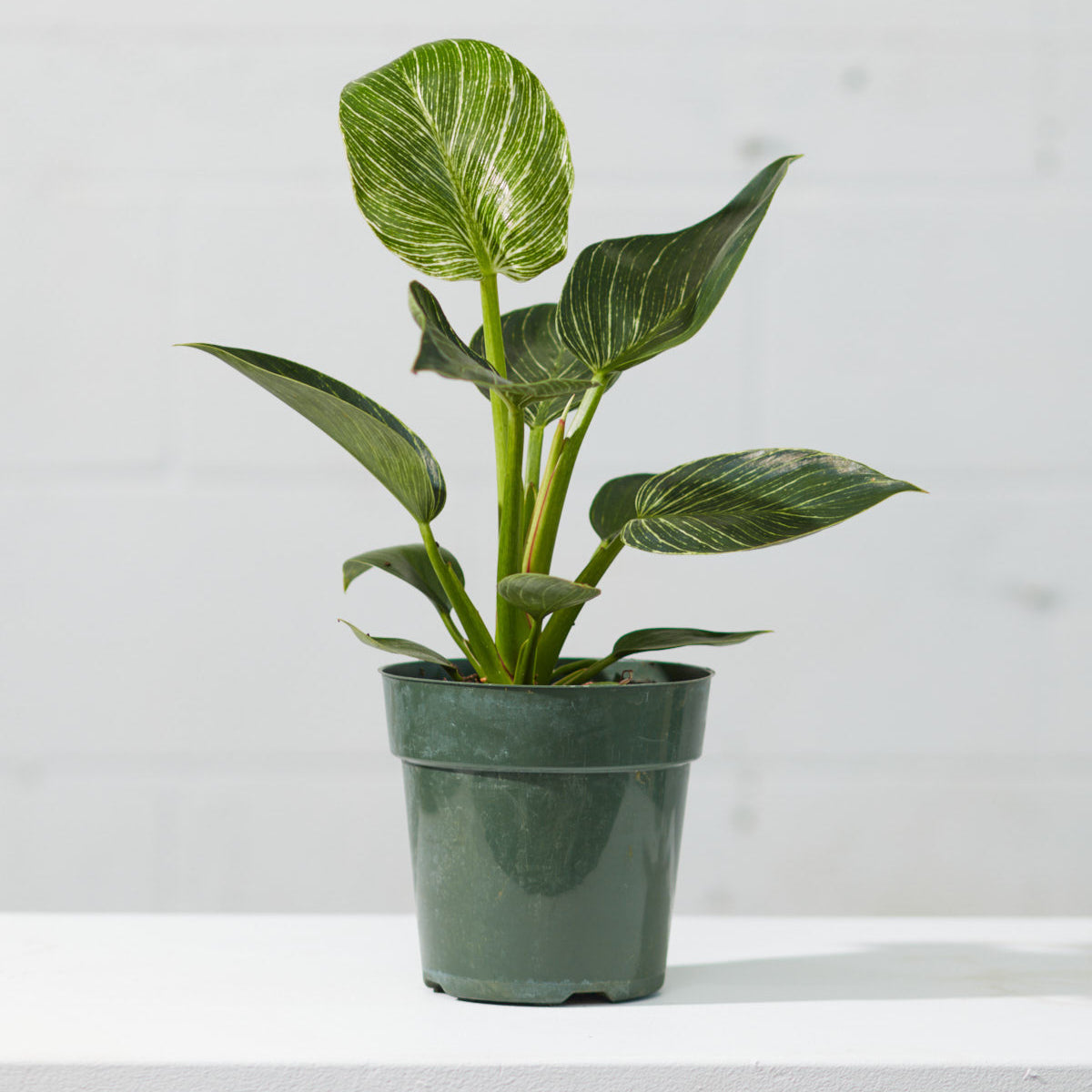 Birkin Plant: Philodendron - 4 inch pot — indoor plant — indoor plant for sale by Promise Supply for delivery and pickup in Toronto.