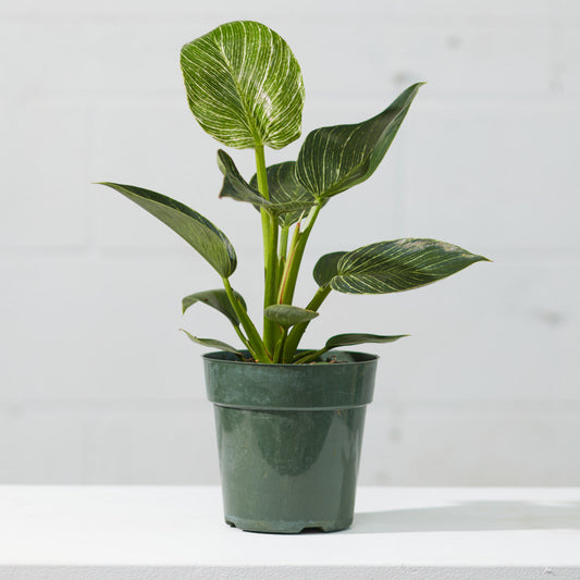 Birkin Plant: Philodendron - 4 inch pot — indoor plant — indoor plant for sale by Promise Supply for delivery and pickup in Toronto.