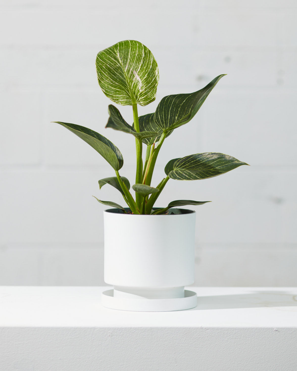 Birkin Plant: Philodendron - 4 inch pot — indoor plant — indoor plant for sale by Promise Supply for delivery and pickup in Toronto.