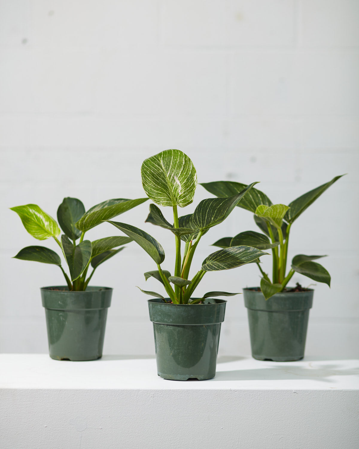 Birkin Plant: Philodendron - 4 inch pot — indoor plant — indoor plant for sale by Promise Supply for delivery and pickup in Toronto.