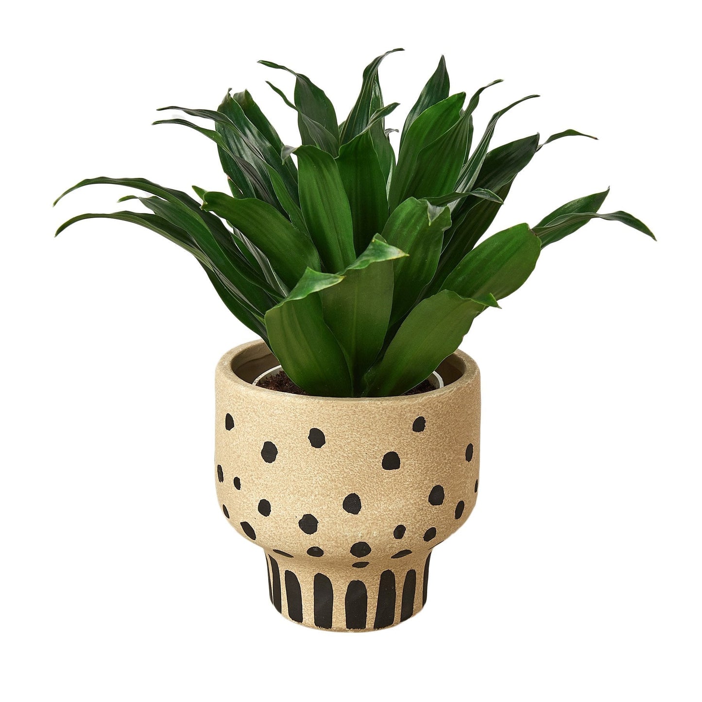 Janet Craig: Dracaena fragrans 'Compacta' - 4 inch pot