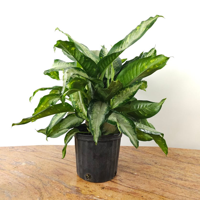 Dieffenbachia 'Panther' - 10 inch pot - 2-3 foot tall — plant in pot — indoor plant for sale by Promise Supply for delivery and pickup in Toronto.