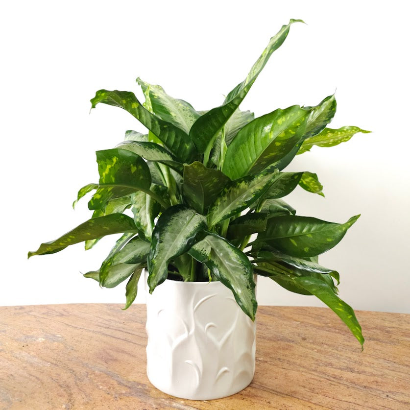 Dieffenbachia 'Panther' - 10 inch pot - 2-3 foot tall — plant in pot — indoor plant for sale by Promise Supply for delivery and pickup in Toronto.
