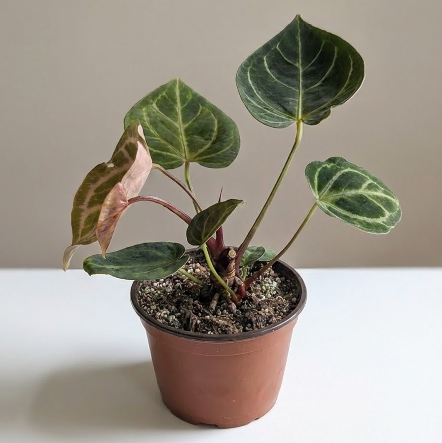 Dorayaki Anthurium: - 6 inch pot — indoor plant for sale by Promise Supply for delivery and pickup in Toronto.