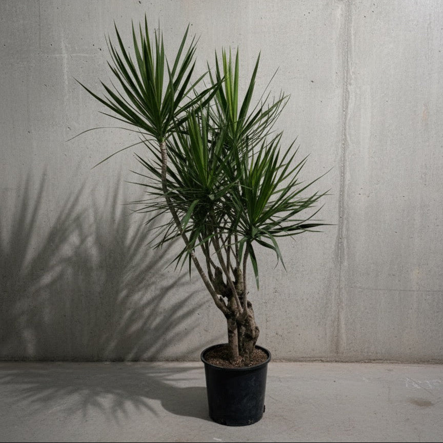 dracaena marginata character Multi-Branching Character Dragon Tree - 14" Pot
