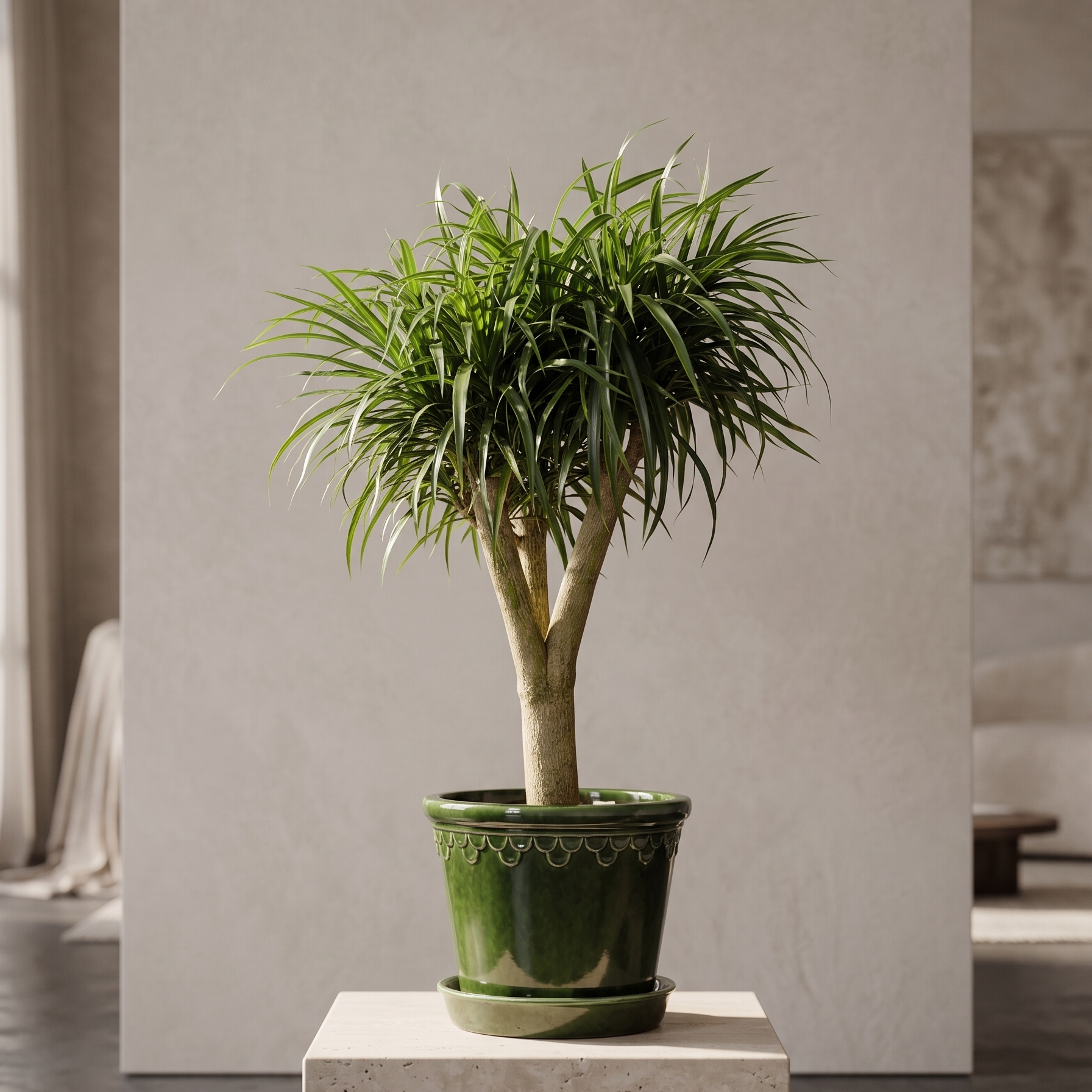 dracaena medusa Medusa Stump: Dracaena Reflexa - 10" Pot