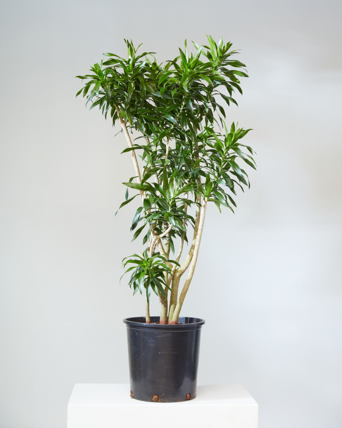 Pleomele: Dracaena reflexa - 14 inch pot - 5-6 foot tall