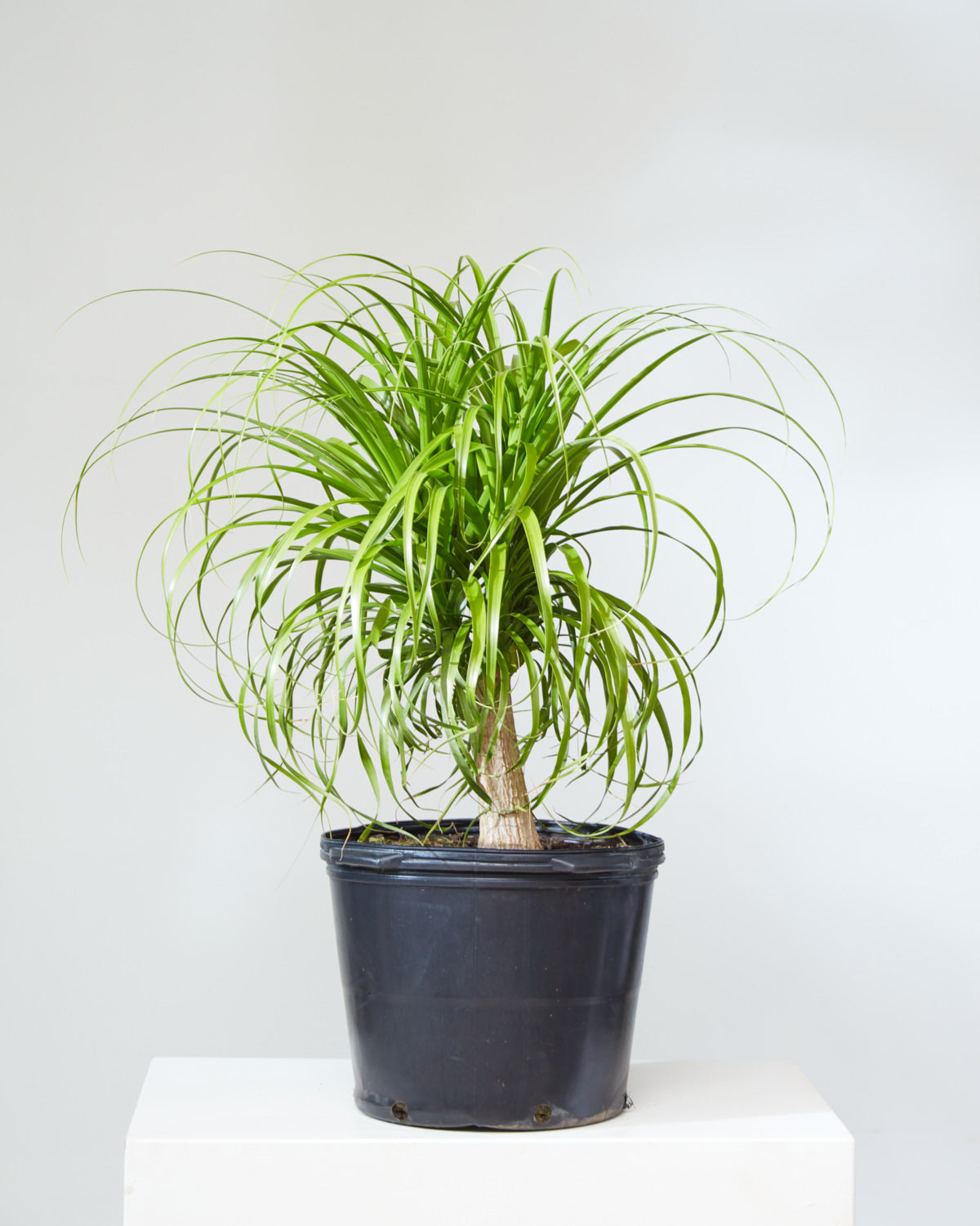 Ponytail Palm: Beaucarnea recurvata - 10 inch pot - 2-3 foot tall